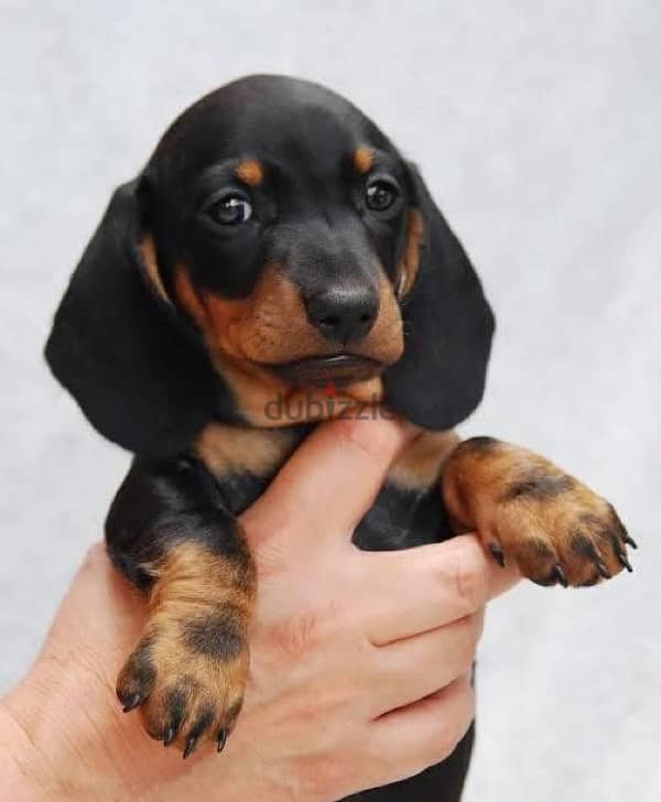 dachshund 2