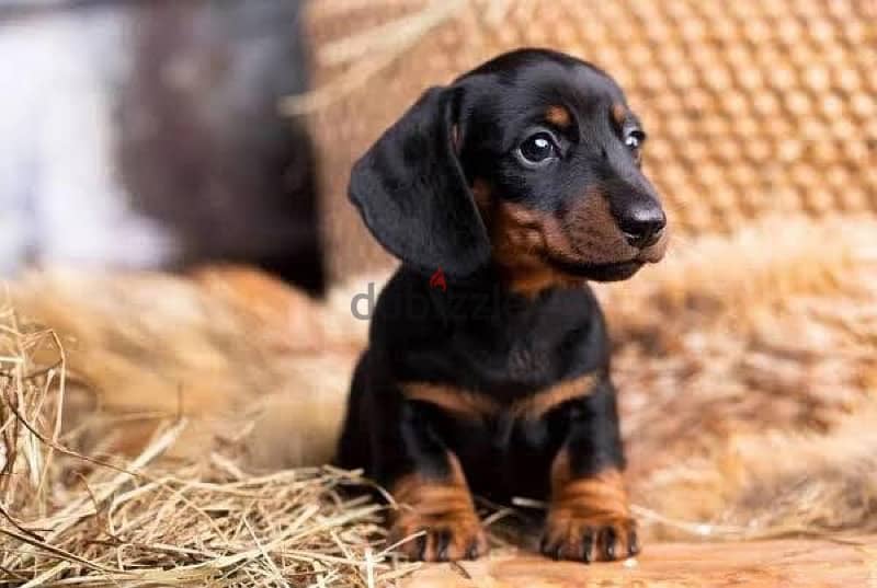 dachshund 3