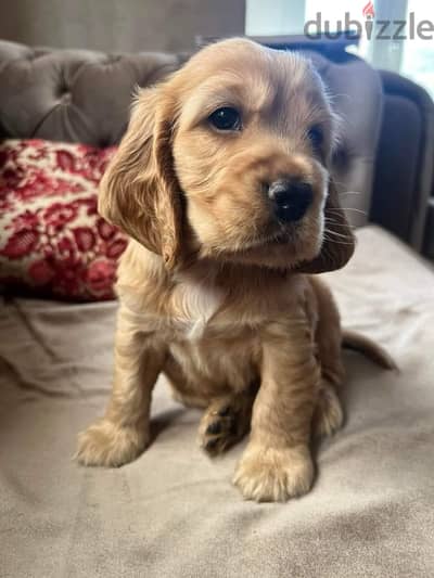 cocker spaniel كوكر اسباني