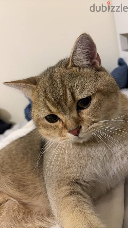 cute Scottish Fold 0