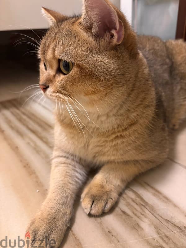 cute Scottish Fold 5