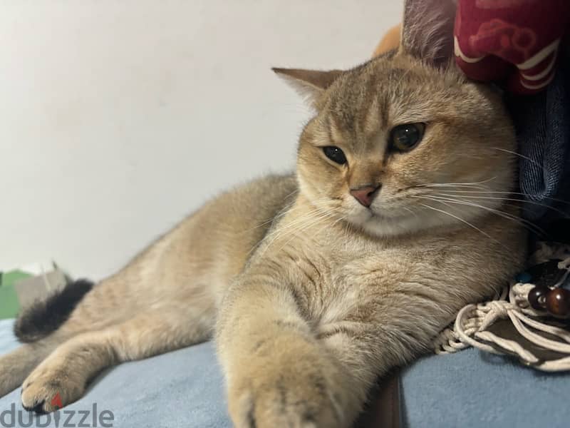 cute Scottish Fold 10