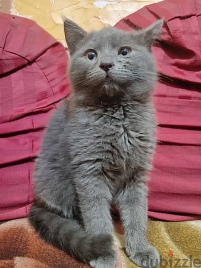 Russian Blue قطة