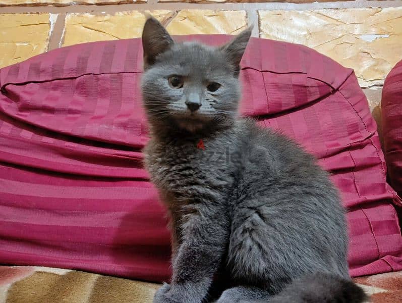 Russian Blue قطة 1