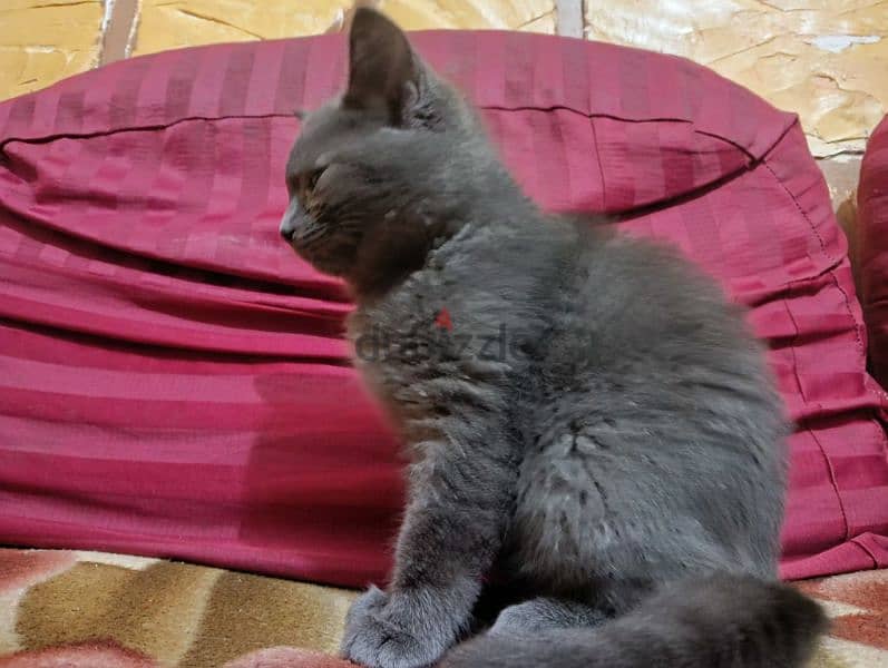 Russian Blue قطة 2