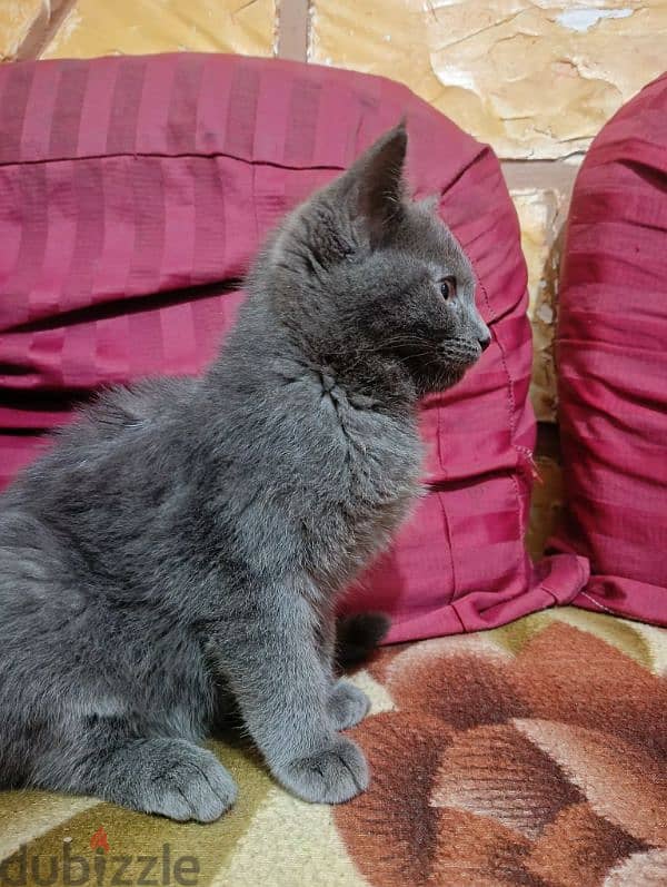 Russian Blue قطة 3