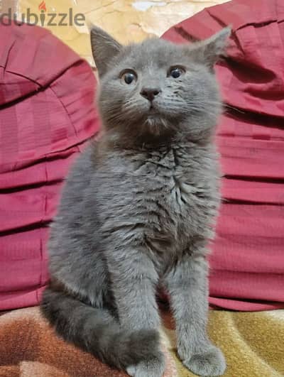 قطة *Russian Blue*. شهرين بنت