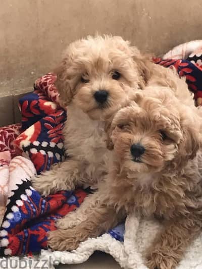 Toy poodle , Cavapoo