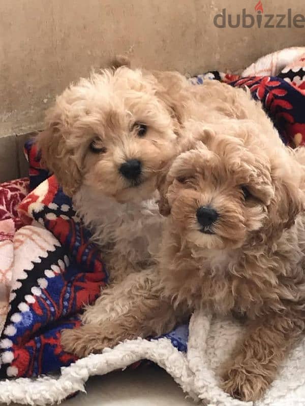 Toy poodle , Cavapoo 1