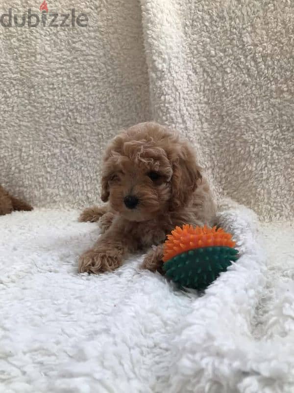 Toy poodle , Cavapoo 2