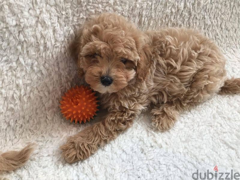 Toy poodle , Cavapoo 3