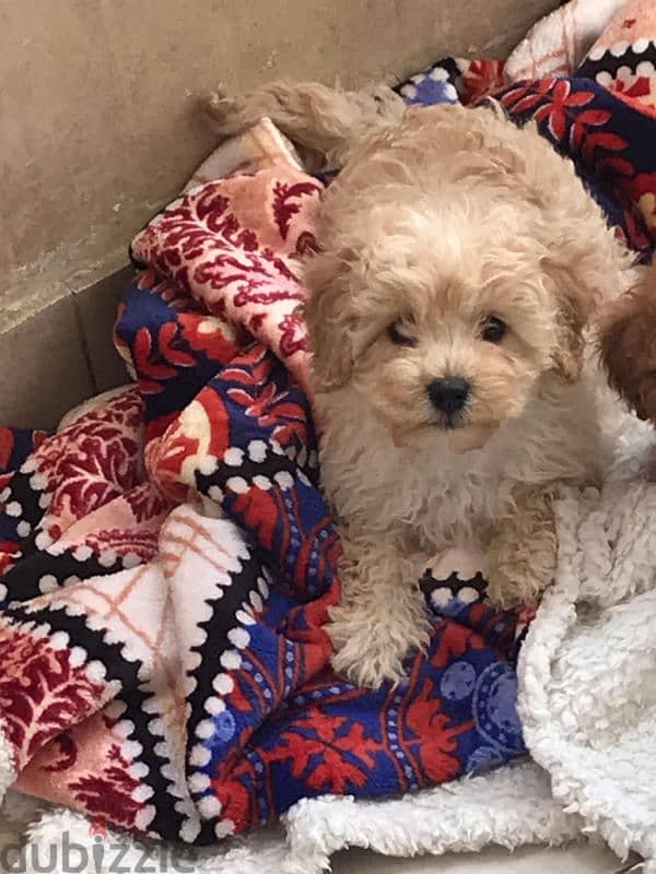 Toy poodle , Cavapoo 4