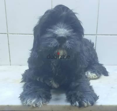 . . cockapoo male for sale ولد كوكابو للبيع عمر ٣ شهور