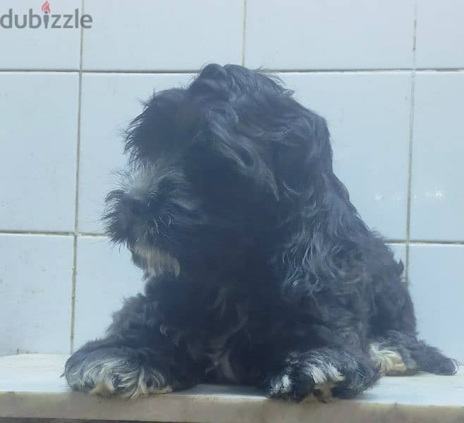 . . cockapoo male for sale ولد كوكابو للبيع عمر ٣ شهور 1