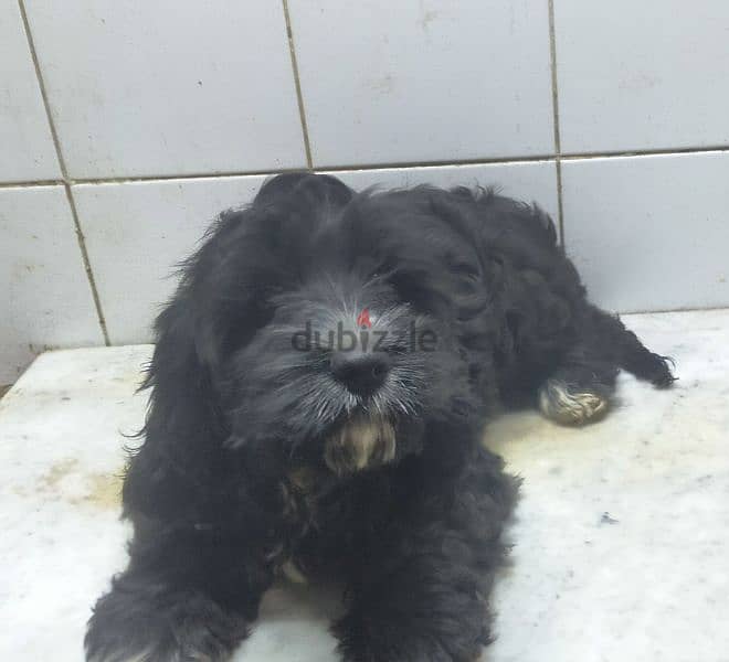 . . cockapoo male for sale ولد كوكابو للبيع عمر ٣ شهور 3