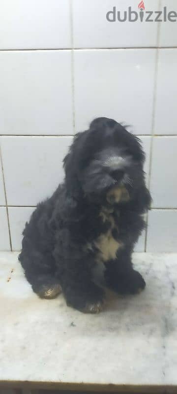 . . cockapoo male for sale ولد كوكابو للبيع عمر ٣ شهور 4