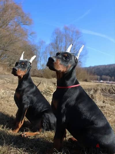 Amazing Doberman puppies from Russia