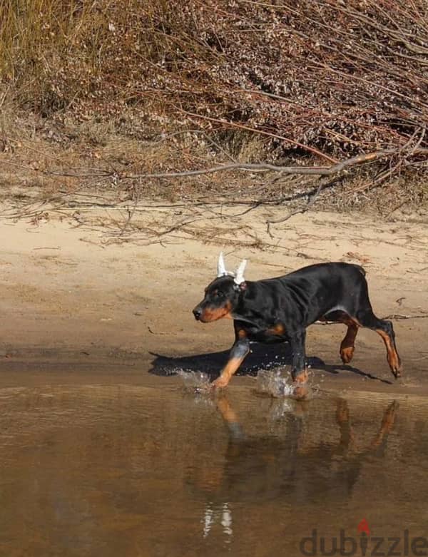 Amazing Doberman puppies from Russia 1