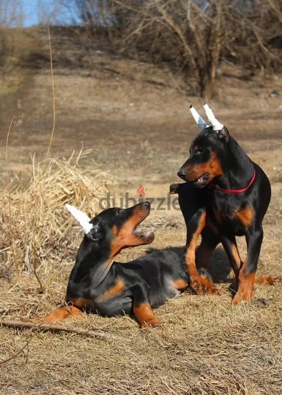 Amazing Doberman puppies from Russia 2