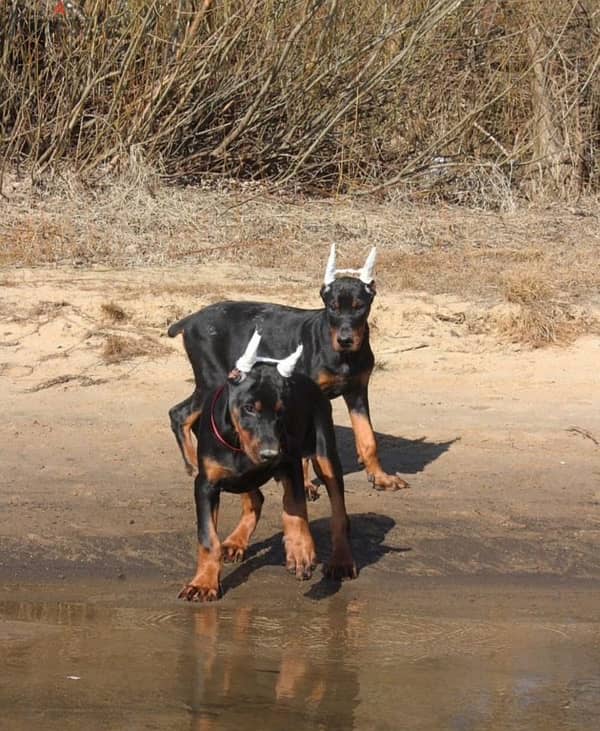 Amazing Doberman puppies from Russia 3