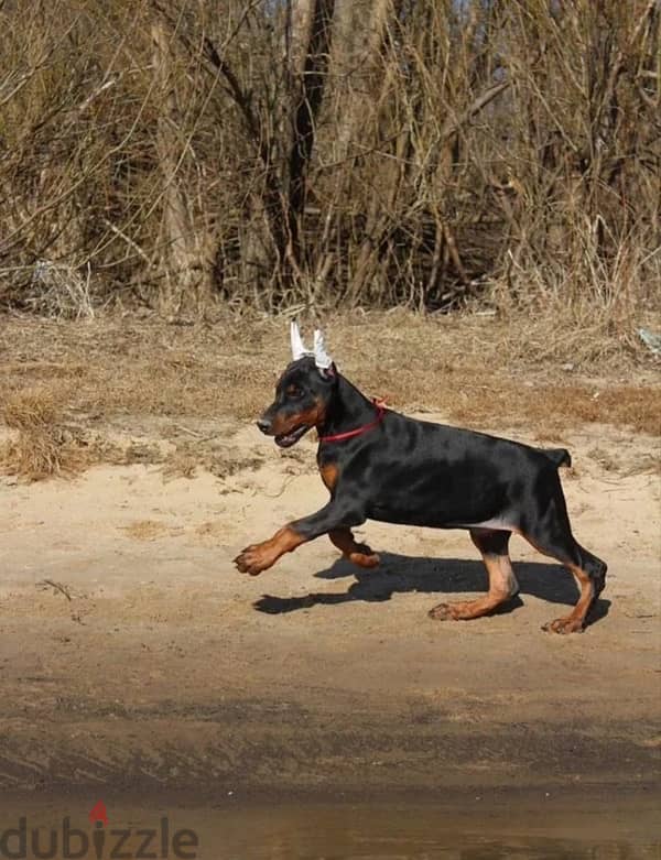 Amazing Doberman puppies from Russia 4