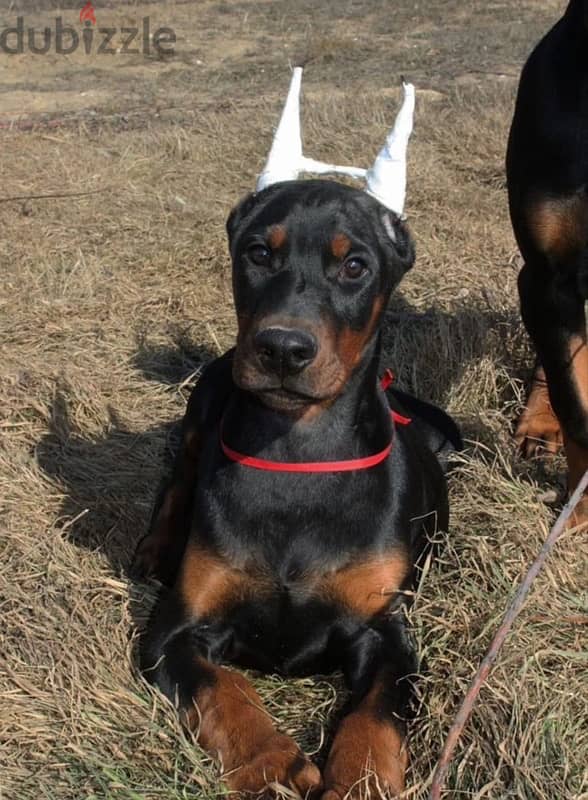 Amazing Doberman puppies from Russia 5