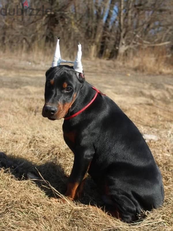 Amazing Doberman puppies from Russia 6