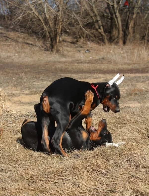 Amazing Doberman puppies from Russia 7