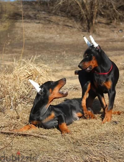 Amazing Doberman puppies from Russia