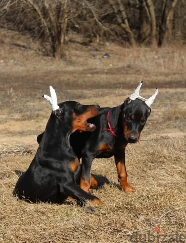 Amazing Doberman puppies from Russia 9