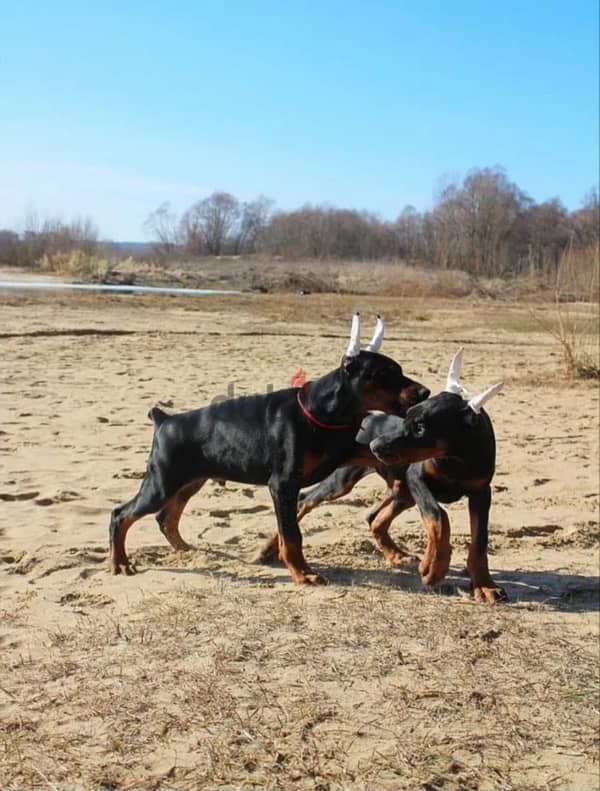 Amazing Doberman puppies from Russia 10