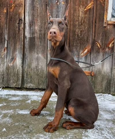 A wonderful puppy female Doberman from Russia