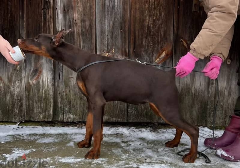 A wonderful puppy female Doberman from Russia 1