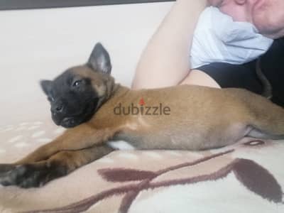 Purebred Belgian shepherd puppy female from Russia