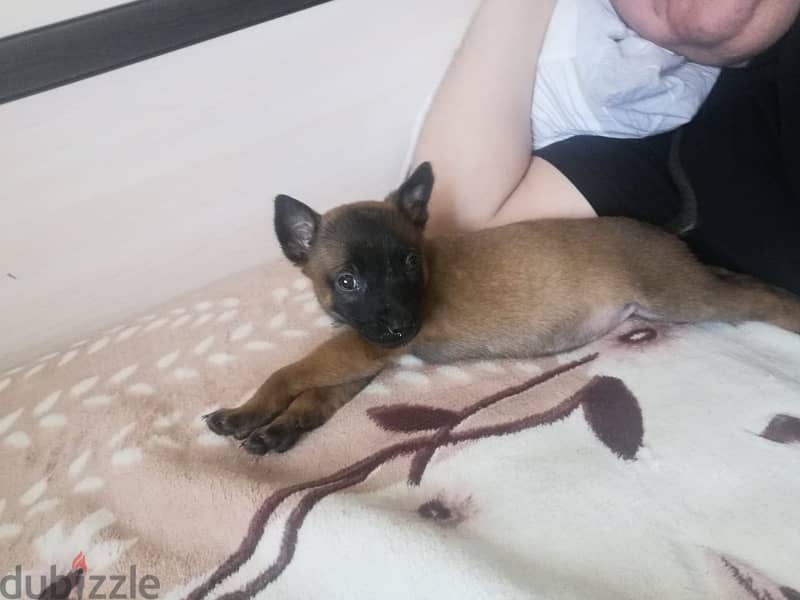 Purebred Malino - Malinois puppy female from Russia 1