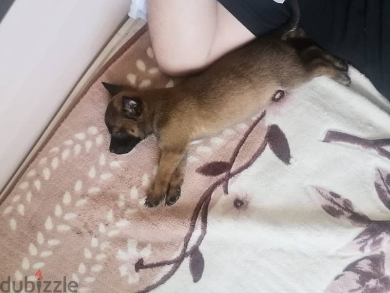 Purebred Malino - Malinois puppy female from Russia 2