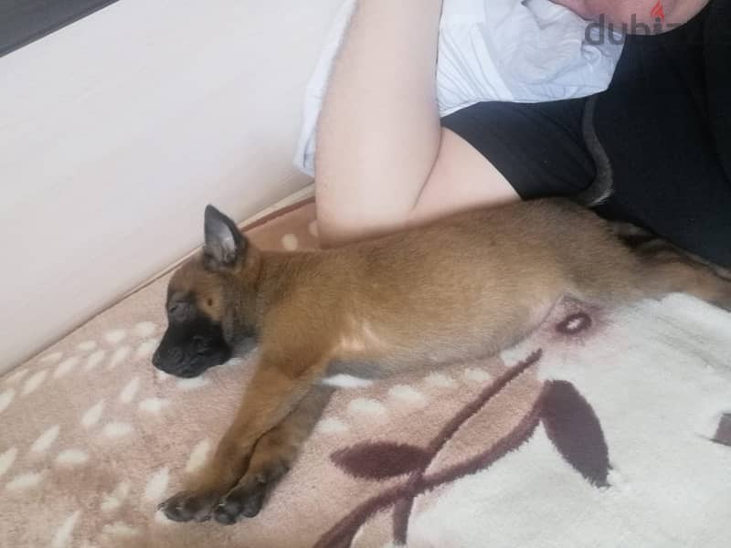 Purebred Malino - Malinois puppy female from Russia 3