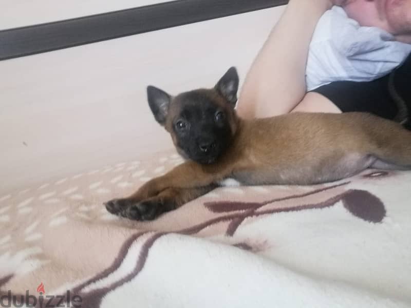 Purebred Malino - Malinois puppy female from Russia 4