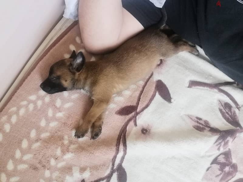 Purebred Malino - Malinois puppy female from Russia 5