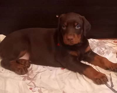 Doberman puppy female from Russia