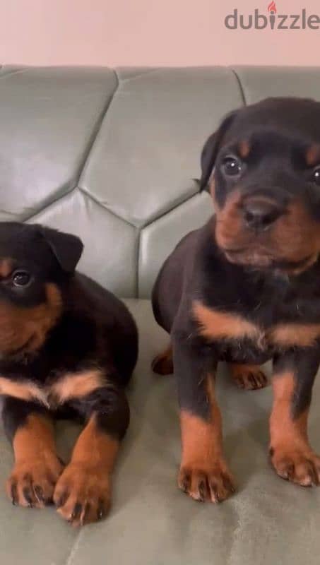 جراوي روت وايلر الماني Rottweiler male & female 1