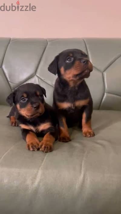 جراوي روت وايلر الماني Rottweiler male & female