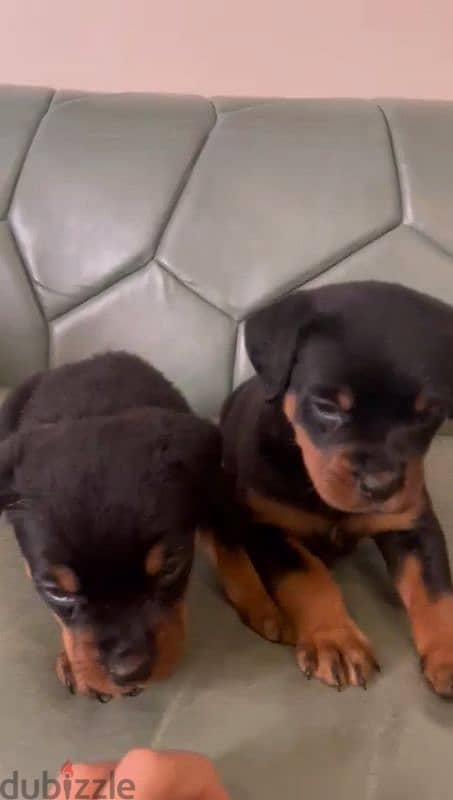 جراوي روت وايلر الماني Rottweiler male & female 2