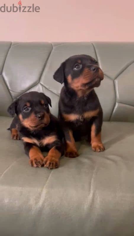 جراوي روت وايلر الماني Rottweiler male & female 5