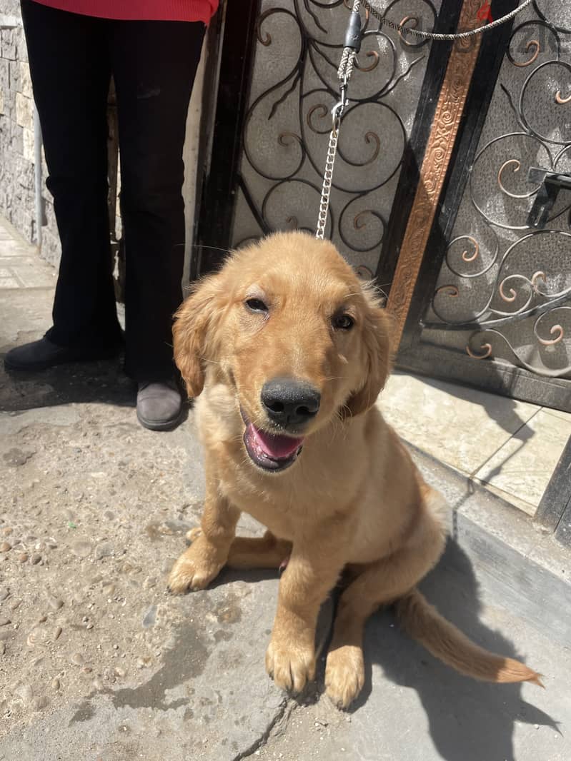 Pure golden 5 month 1