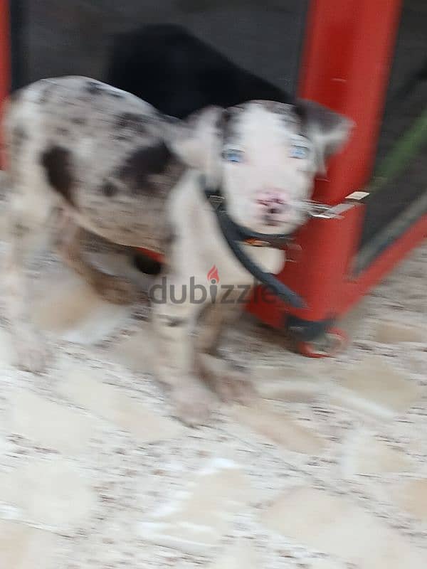 نتايه لبيع جوردان ٤٥ يوم عاملها ٤٠٠٠ المكان مترو غمره يوجد شاحن 9