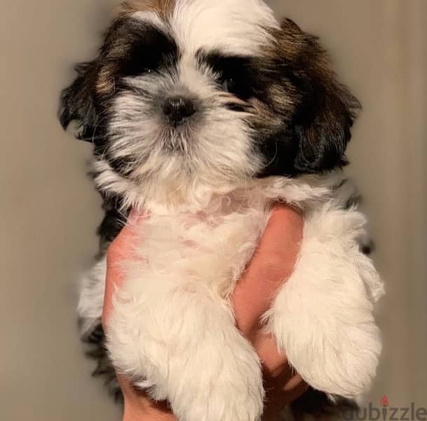 shihtzu puppies 0