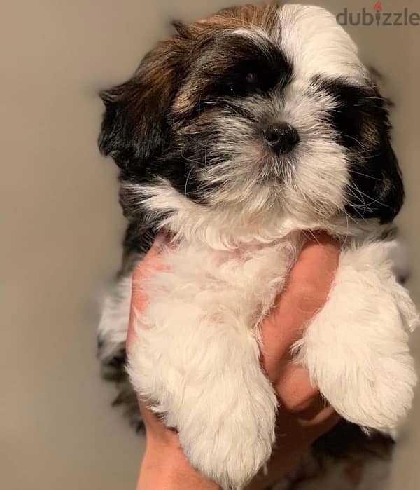 shihtzu puppies 1