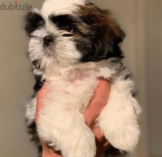 shihtzu puppies 2