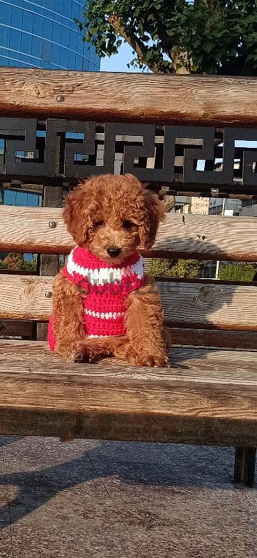 بودل toy poodle